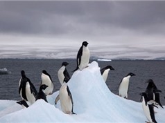 Khu bảo tồn động vật hoang dã lớn nhất thế giới tại Nam Cực