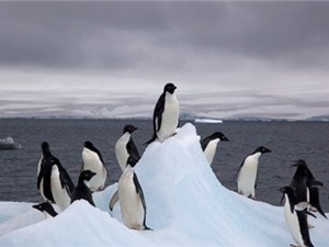 Khu bảo tồn động vật hoang dã lớn nhất thế giới tại Nam Cực