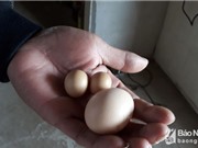 Nghệ An: Gà trống đẻ trứng