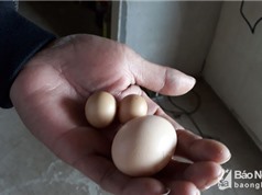 Nghệ An: Gà trống đẻ trứng