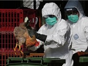 Hàn Quốc phát hiện chủng cúm gia cầm nguy hiểm trước thềm Olympic