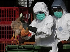 Hàn Quốc phát hiện chủng cúm gia cầm nguy hiểm trước thềm Olympic