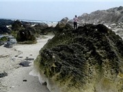 Hóa thạch san hô được phát hiện trên đảo Lý Sơn