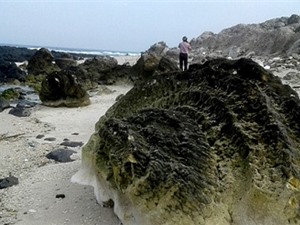 Hóa thạch san hô được phát hiện trên đảo Lý Sơn