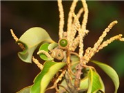 Phát hiện loài thực vật mới ở Vườn Quốc gia Vũ Quang