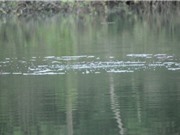 Chưa thể khẳng định rùa ở hồ Yên Lập là rùa Hoàn Kiếm