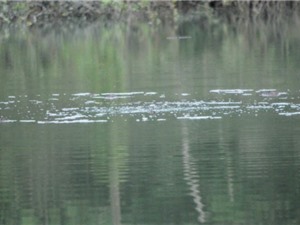 Chưa thể khẳng định rùa ở hồ Yên Lập là rùa Hoàn Kiếm