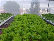 Mô hình trồng rau thủy canh ở không gian hẹp cho các hộ dân Buôn Ma Thuột
