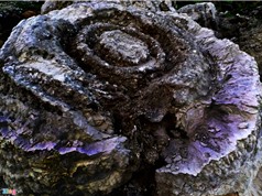 San hô hóa thạch hình bông hồng ở đảo Lý Sơn