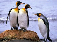 Loài chim cánh cụt chúa đứng trước nguy cơ tuyệt chủng