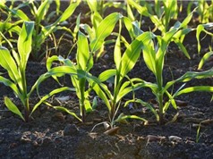 Đá silicat giúp tăng sản lượng cây trồng và hạn chế phát thải khí CO2 