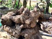 Nông dân Hà Tĩnh đào được củ khoai vạc nặng 110kg