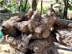 Nông dân Hà Tĩnh đào được củ khoai vạc nặng 110kg