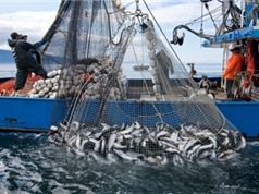 Diện tích đánh bắt cá thương mại chiếm hơn một nửa diện tích đại dương 