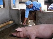 Việt Nam chủ động sản xuất vắc xin phòng bệnh ở lợn