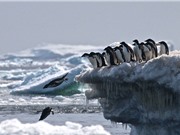 Phát hiện vương quốc chim cánh cụt bí mật tại Nam Cực