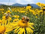 Những yếu tố ảnh hưởng đến chất lượng mật ong 