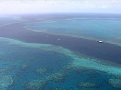 Thử nghiệm thành công lá chắn bảo vệ rạn san hô lớn nhất thế giới