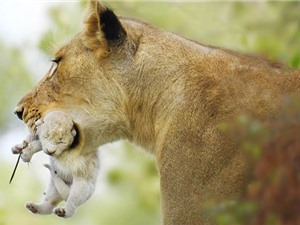 Phát hiện chú sư tử bạch tạng hoang dã siêu quý hiếm