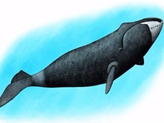 Loài cá voi thích hát trong bóng tối
