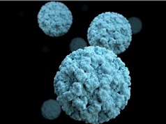 Norovirus gây hại đến đường ruột như thế nào?