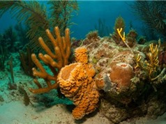 Phát hiện rạn san hô khổng lồ rộng 56.000 km2 ngoài khơi Brazil