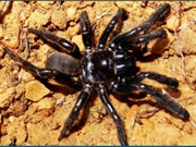 Con nhện nhiều tuổi nhất thế giới