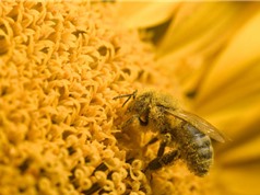 Liên minh châu Âu cấm thuốc trừ sâu gây hại cho ong