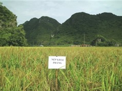 Cao Bằng: Triển vọng trong công tác bảo tồn, phục tráng các giống lúa nếp đặc sản Trùng Khánh