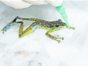 Lần đầu tiên trên thế giới “làm sống lại” tim ếch đóng băng