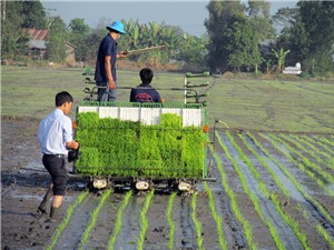 Lạng Sơn: Ứng dụng công nghệ mạ khay, máy cấy