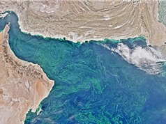 Phát hiện “vùng biển chết” lớn nhất thế giới ở Vịnh Oman