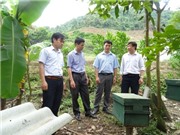 Sơn La: Xây dựng mô hình nhân nuôi ong mật ở huyện Sốp Cộp