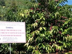 Khánh Hòa: Ứng dụng quy trình thâm canh cây cà phê kết hợp hệ thống tưới tiết kiệm phù hợp với điều kiện canh tác huyện Khánh Sơn
