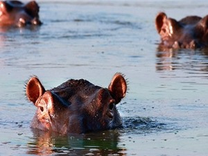 Thủ phạm thải phân khiến cá sông châu Phi chết ngạt