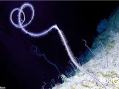 Khám phá hơn 100 loài sinh vật kỳ lạ dưới đáy đại dương
