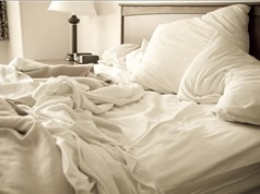 Giường ngủ của người liệu có sạch hơn tổ tinh tinh?