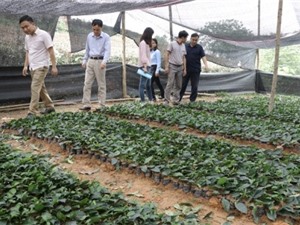 Thái Nguyên: Kiểm tra tiến độ thực hiện dự án Bảo tồn và phát triển giống chè trung du