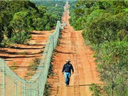 Australia xây hàng rào dài nhất thế giới để ngăn mèo