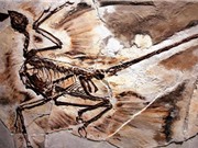 Phát hiện gàu trong hóa thạch khủng long 125 triệu năm