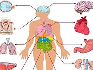 [Infographic] Khả năng tái tạo của các bộ phận trong cơ thể người