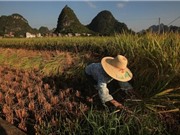 Biến đổi khí hậu đang dần khiến lúa gạo mất đi dưỡng chất