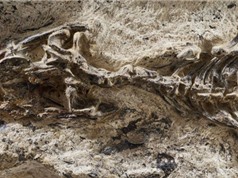 Phát hiện hóa thạch động vật có niên đại 42 triệu năm ở Brazil