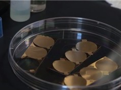 Robot nano dạng tế bào loại bỏ vi khuẩn và độc tố trong máu