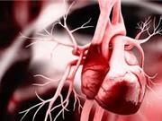 Phát hiện cơ chế hình thành tim ở phôi thai