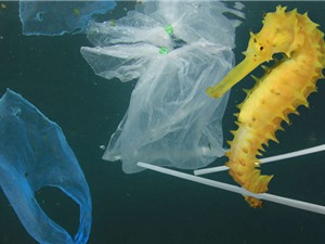 Liên Hợp Quốc kêu gọi giảm thiểu rác thải nhựa trong Ngày môi trường thế giới