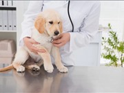 Liệu có bùng phát dịch cúm mới từ chó? 