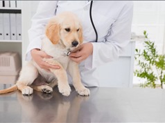 Liệu có bùng phát dịch cúm mới từ chó? 