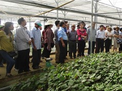 Đà Nẵng: Ứng dụng công nghệ cao trong sản xuất nông nghiệp