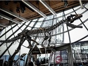 Bộ xương khủng long 150 triệu năm tuổi được bán đấu giá hơn 2 triệu USD